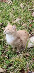 Lost Male Cat last seen Bowman Circle , Pell City, AL 35125