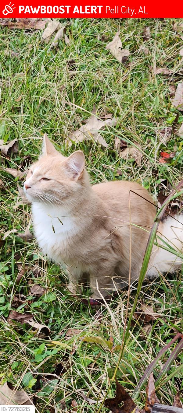 Lost Male Cat last seen Bowman Circle , Pell City, AL 35125