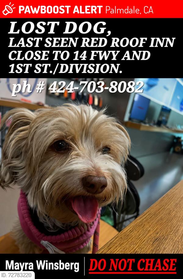 Lost Female Dog last seen Red Roof Inn, Taco Bell, Palmdale, CA 93551