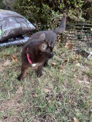 Found/Stray Unknown Cat last seen I’m out yard on Hydrangea way near five forks, Five Forks, SC 29681