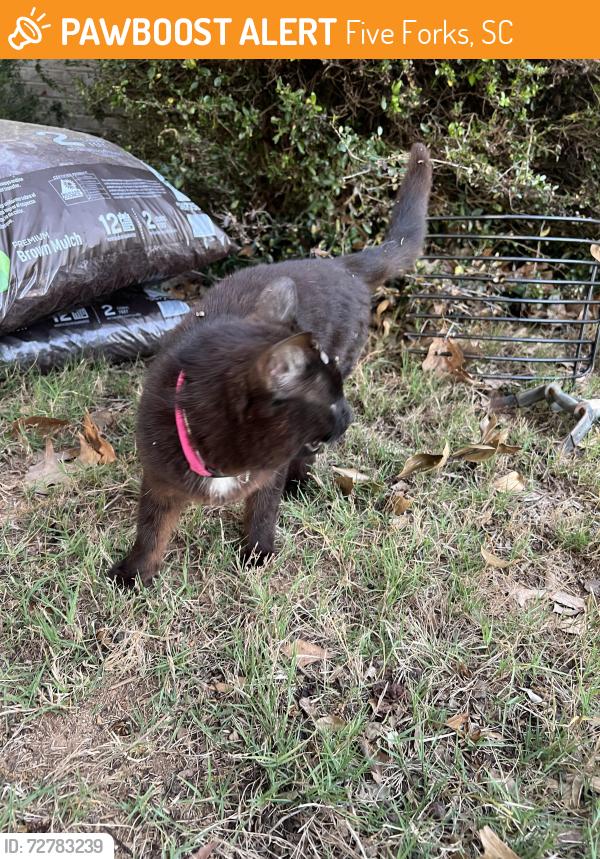 Found/Stray Unknown Cat last seen I’m out yard on Hydrangea way near five forks, Five Forks, SC 29681