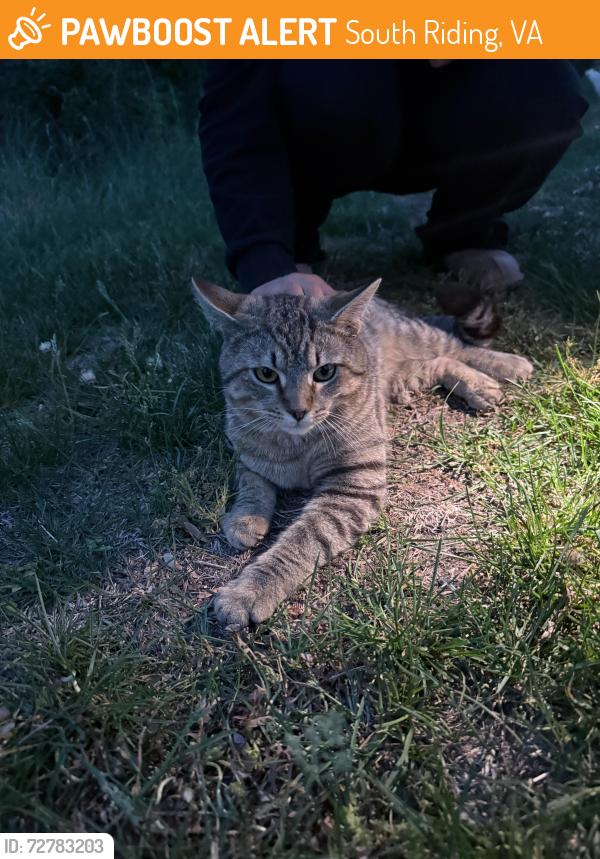 Found/Stray Unknown Cat last seen Near riding center drive freedom high school , South Riding, VA 20152