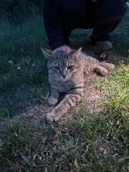 Found/Stray Unknown Cat last seen Near riding center drive freedom high school , South Riding, VA 20152