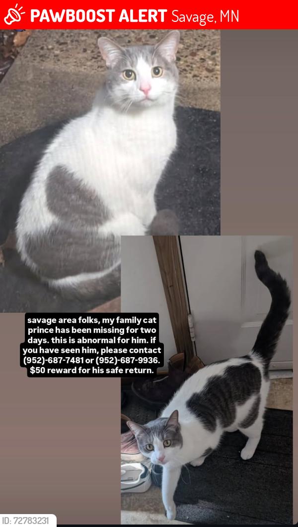 Lost Male Cat last seen Connelly and Virginia in Savage, or lifetime fitness near Villas by Mary T. In Savafe, Savage, MN 55378