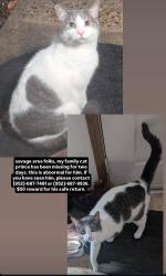 Lost Male Cat last seen Connelly and Virginia in Savage, or lifetime fitness near Villas by Mary T. In Savafe, Savage, MN 55378