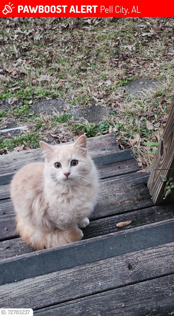 Lost Male Cat last seen Bowman Circle , Pell City, AL 35125