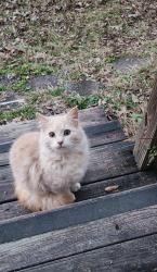 Lost Male Cat last seen Bowman Circle , Pell City, AL 35125