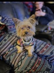 Lost Female Dog last seen McMahon and Unser, Albuquerque, NM 87120