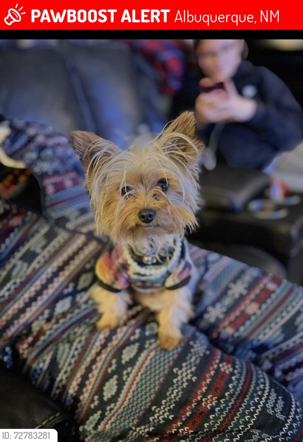 Lost Female Dog last seen McMahon and Unser, Albuquerque, NM 87120