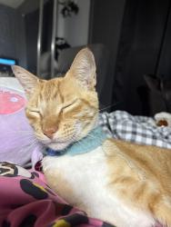 Lost Male Cat last seen Miami soar trailer park, Miami, FL 33150