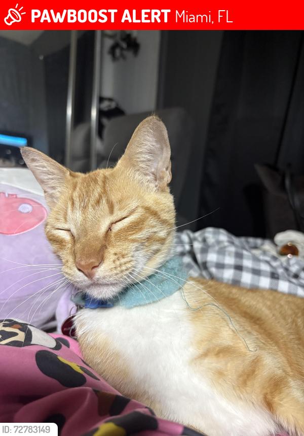 Lost Male Cat last seen Miami soar trailer park, Miami, FL 33150