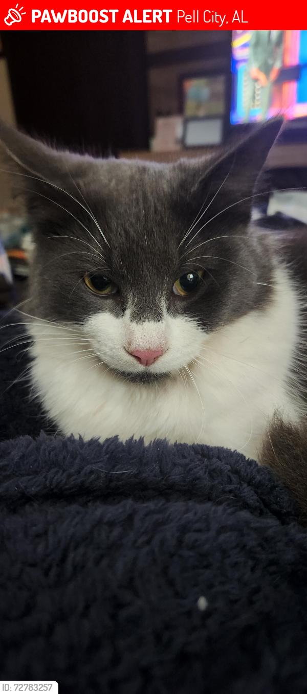 Lost Male Cat last seen Bowman Circle , Pell City, AL 35125