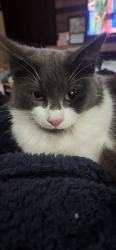 Lost Male Cat last seen Bowman Circle , Pell City, AL 35125