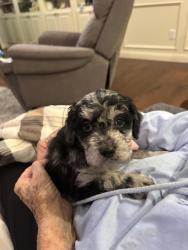 Lost Female Dog last seen Near 9th street Shallowater Tx, Shallowater, TX 79363