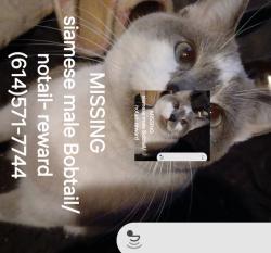 Lost Male Cat last seen Near east moreland dr, Columbus, OH 43209