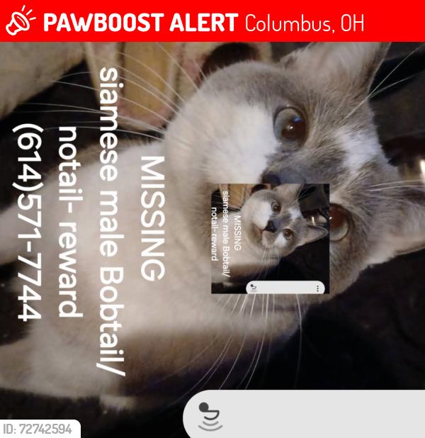 Lost Male Cat last seen Near east moreland dr, Columbus, OH 43209