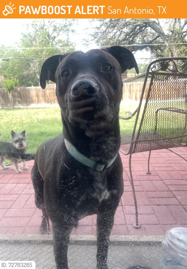 Found/Stray Male Dog last seen in greater harmony hills, found near patricia dr and west silver sands dr, San Antonio, TX 78216