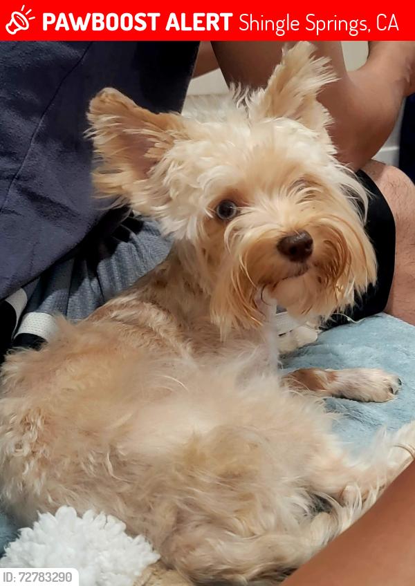 Lost Female Dog last seen meder rd , Shingle Springs, CA 95682