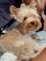 Lost Female Dog last seen meder rd , Shingle Springs, CA 95682