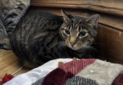 Reunited Female Cat last seen E. Locust Newberry Blvd, Milwaukee, WI 53211