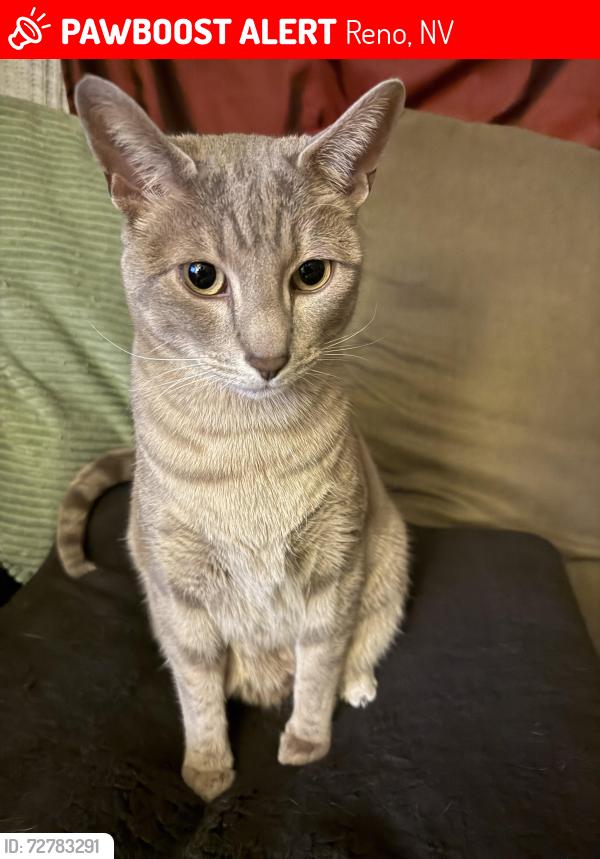 Lost Male Cat last seen Idlewild Dr & Hunter Lake , Reno, NV 89503