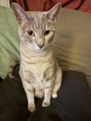 Lost Male Cat last seen Idlewild Dr & Hunter Lake , Reno, NV 89503
