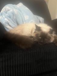 Lost Female Cat last seen Keyes st, Tobin avenue, bell canyon rd , Angwin, CA 94508