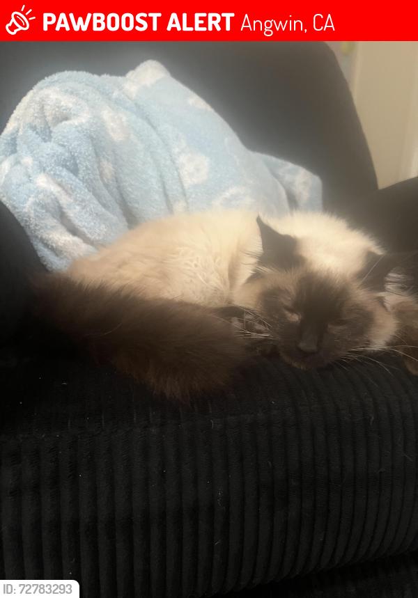 Lost Female Cat last seen Keyes st, Tobin avenue, bell canyon rd , Angwin, CA 94508
