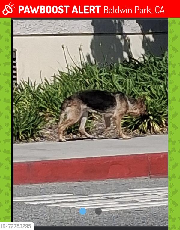 Lost Female Dog last seen Downing Ave , Baldwin Park, CA 91706