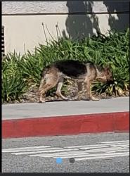 Lost Female Dog last seen Downing Ave , Baldwin Park, CA 91706