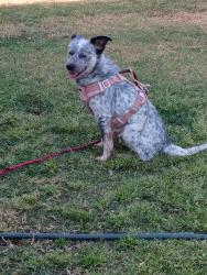 Found/Stray Male Dog last seen McKinley and 7th  , Fresno, CA 93703