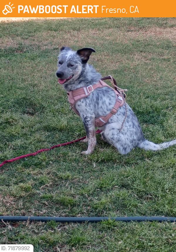 Found/Stray Male Dog last seen McKinley and 7th  , Fresno, CA 93703