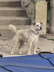 Found/Stray Male Dog last seen Twin Lakes Area, Wichita, KS 67202