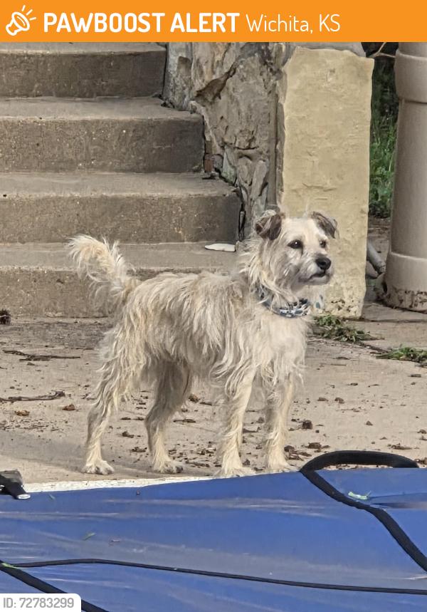 Found/Stray Male Dog last seen Twin Lakes Area, Wichita, KS 67202