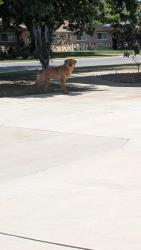 Found/Stray Male Dog last seen Oakherst , Bakersfield, CA 93308