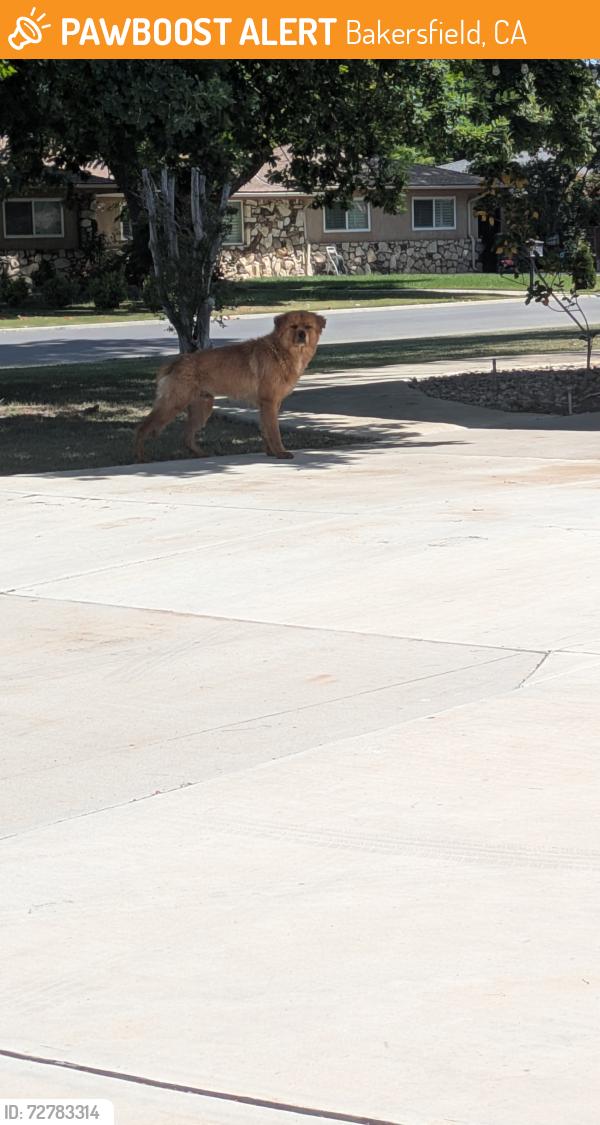 Found/Stray Male Dog last seen Oakherst , Bakersfield, CA 93308
