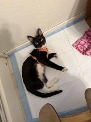 Found/Stray Female Cat last seen Beverly and Paramount , Pico Rivera, CA 90660