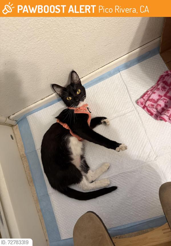 Found/Stray Female Cat last seen Beverly and Paramount , Pico Rivera, CA 90660