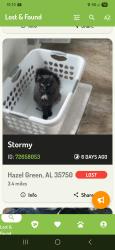 Found/Stray Unknown Cat last seen Off Banyan rd. Around my hse at nights, Toney, AL 35773