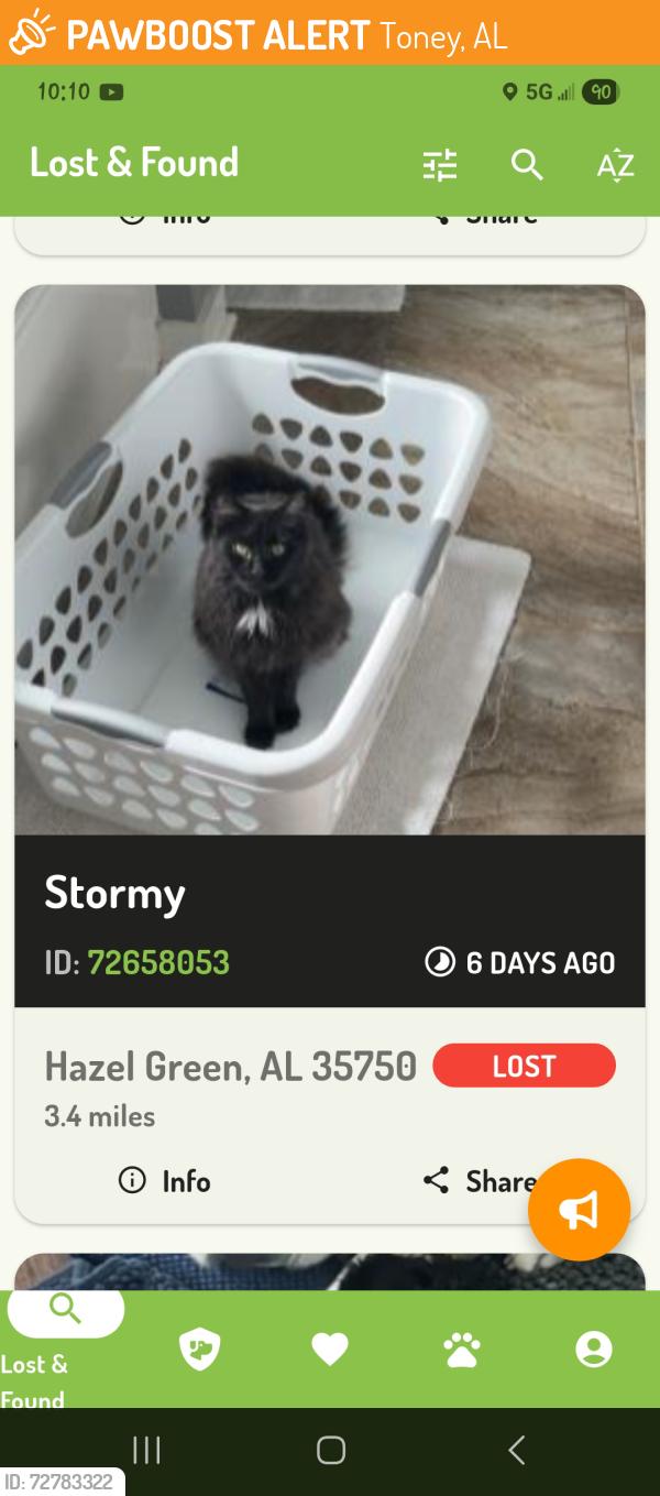 Found/Stray Unknown Cat last seen Off Banyan rd. Around my hse at nights, Toney, AL 35773