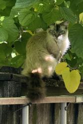 Found/Stray Unknown Cat last seen Thomas Barbour & Wedt Alma Dr, Melbourne, FL 32935