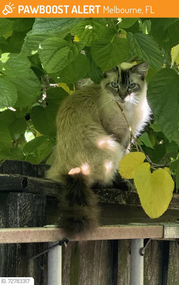 Found/Stray Unknown Cat last seen Thomas Barbour & Wedt Alma Dr, Melbourne, FL 32935
