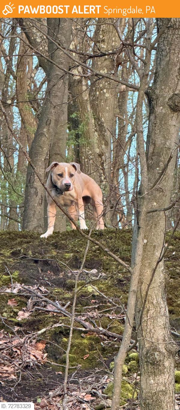 Found/Stray Unknown Dog last seen Butler road, near pittsburgh mills mall, Springdale, PA 15144