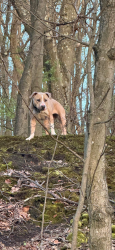 Found/Stray Unknown Dog last seen Butler road, near pittsburgh mills mall, Springdale, PA 15144