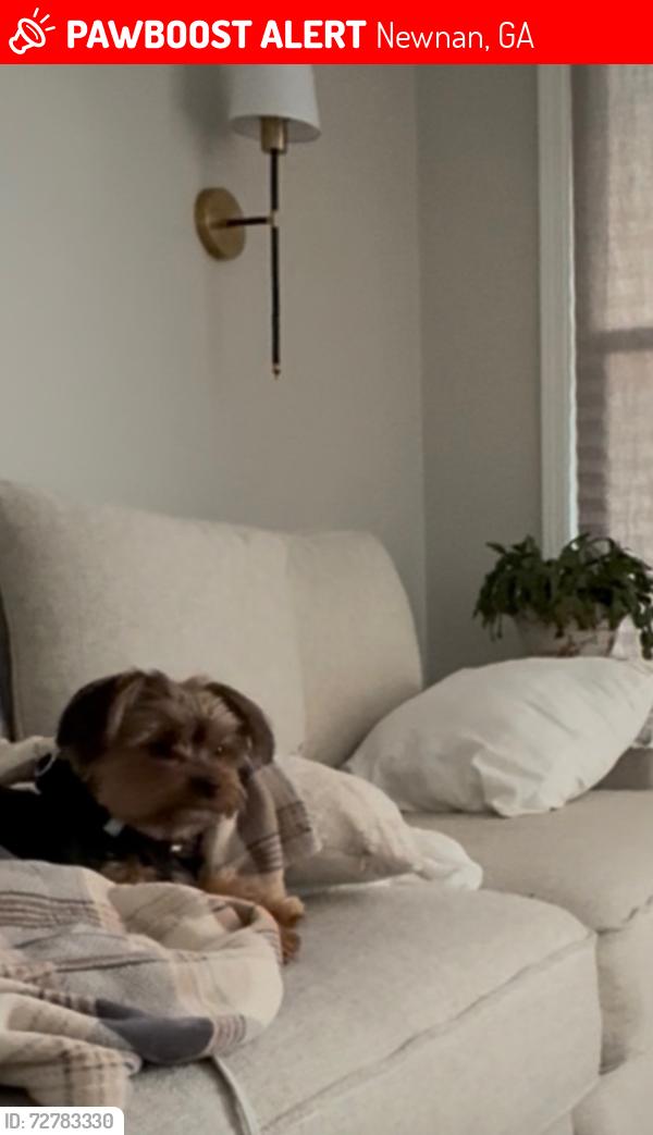 Lost Male Dog last seen Running down lower Fayetteville near summergrove , Newnan, GA 30265