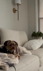 Lost Male Dog last seen Running down lower Fayetteville near summergrove , Newnan, GA 30265