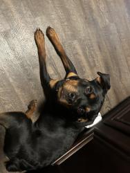 Lost Female Dog last seen Near cranbrooke way dallas ga 30157, Dallas, GA 30157