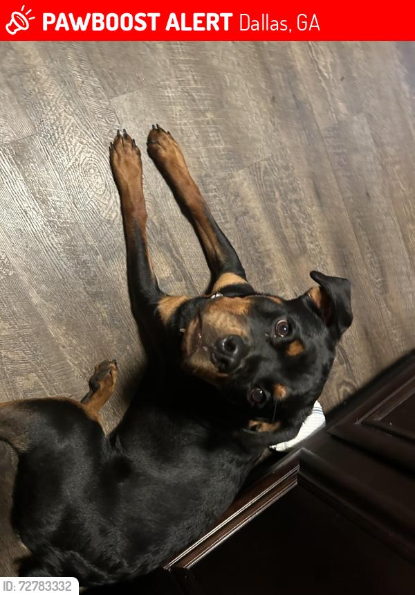 Lost Female Dog last seen Near cranbrooke way dallas ga 30157, Dallas, GA 30157