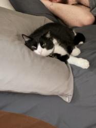 Lost Female Cat last seen Bluffs, Henderson, NV 89014