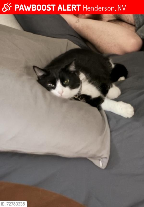 Lost Female Cat last seen Bluffs, Henderson, NV 89014